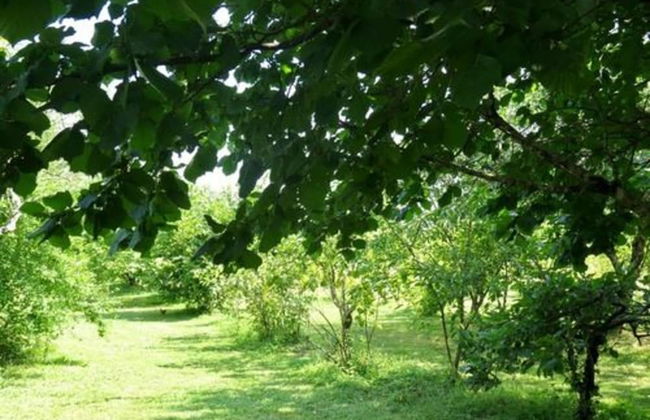 Domaine les Messauts - Gîte Le Cerisier - Foto 8