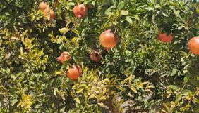 Apartamento Carabassi - Foto 2