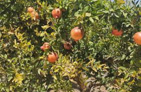 Apartamento Carabassi - Foto 2