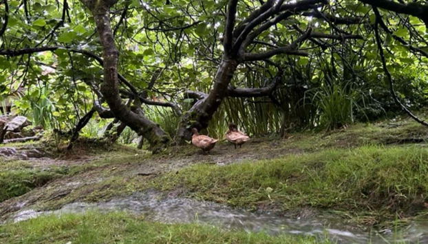 Anatre nell'allevamento delle api di Udías