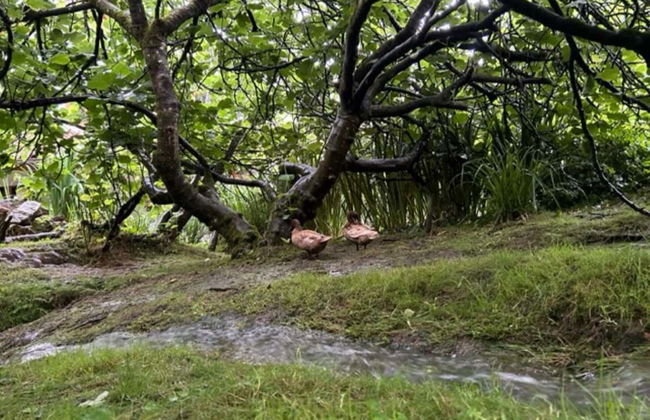 Visita a un allevamento di api con degustazione di miele - Foto 5