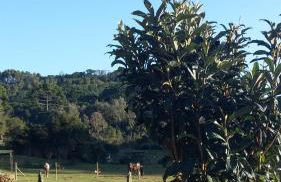 Recanto da Natureza- Chalé - Foto 51