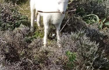 Geronti Moscha Apartment - Foto 32