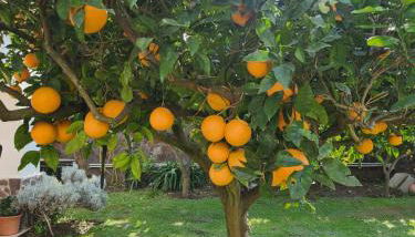 La Limonaia - Foto 3