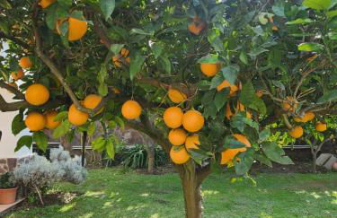 La Limonaia - Foto 3