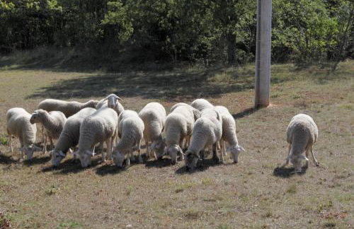Apartments with a parking space Sumber, Central Istria - Sredisnja Istra - 7175 - Foto 11