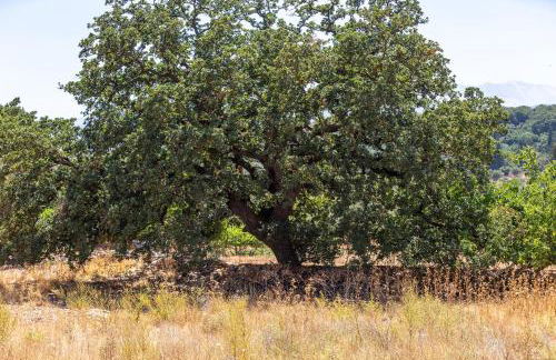 Canna Villa - Foto 26