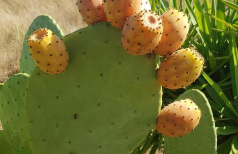 La Limonaia - Foto 8