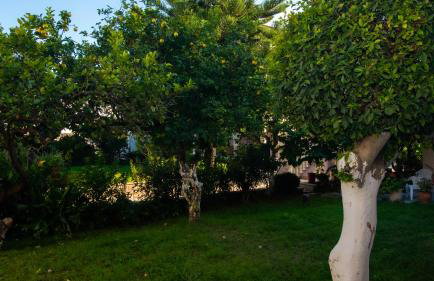 Olga Studios - 2 - Photo 3