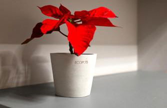 Appartamento Nettuno Casa di Romy - Foto 17