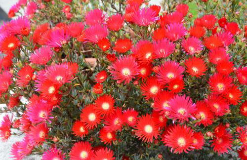 Casa de Valente - Camariñas - Foto 40