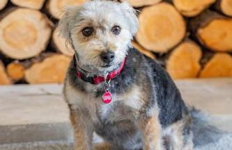 Dog Friendly Cosy Coastal Cottage with Sea Views - Photo 23