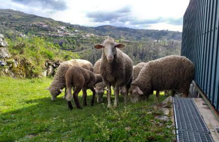 Casa da Boa Vista em Viadal - Foto 73