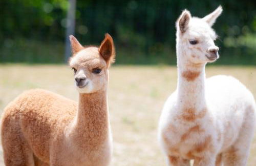 Ferienwohnung Alpakahof - Foto 1