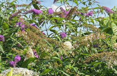 Uroczy dom i bezpłatny parking - Foto 32