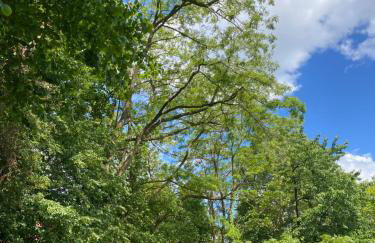 LA VILLA DES OISEAUX - La Petite Pierre - Foto 17