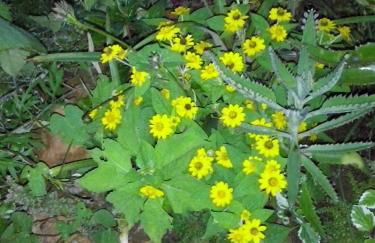 Villa Holística - Foto 66