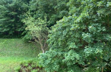 Großherzögliches Jägerhaus - Foto 20