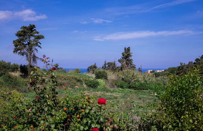 The Olive House - Photo 35