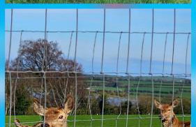 Red Robin Cottage - Photo 26