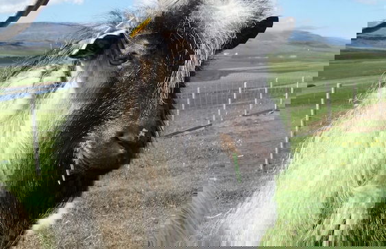 Stóra Ásgeirsá Guesthouse - Foto 15