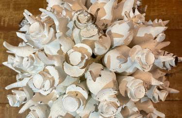 Guarajuba Village Térreo 3 quartos - Genipabu Summer Residence - Foto 37