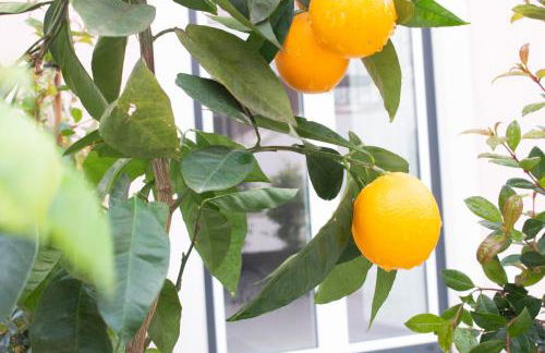 Cardeal Suites & Apartments - Foto 110