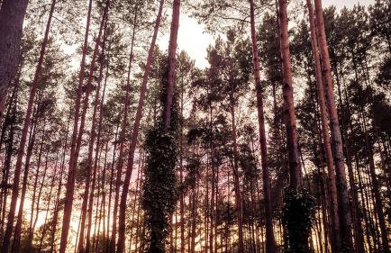 Masuria Warsaw - dom na wyłączność - w lesie i przy rzece - 15 min od Warszawy - Foto 61