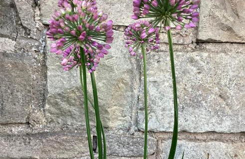 Cottage in Mid Calder Village near Edinburgh - Foto 29