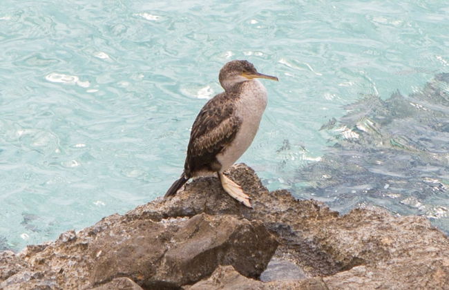 Can Bosquerr in Campos - Foto 36