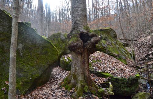 Restful River Cabin, Red River Gorge, KY, River Access & Views - Foto 45