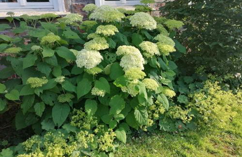 Kutscherstube Gutshof Fürstenberg - Foto 35