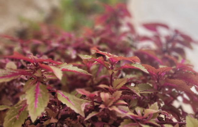 Maya Guest House-GermanColony&BahaiGardn - Foto 56