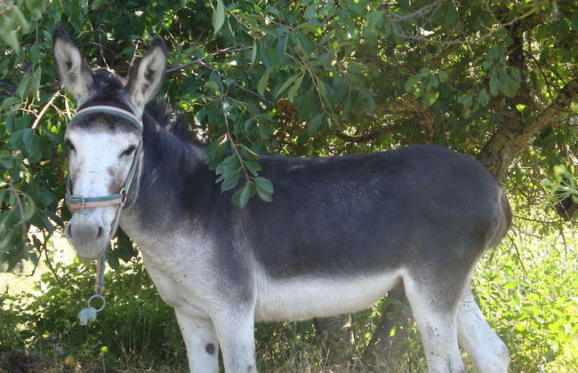 Casas Rurales Espargoiti I y II - Foto 24
