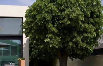 Villa Luxe Oasis - Foto 7