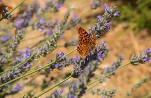 Dona Irene AL - Foto 46