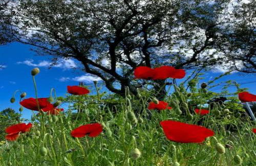 Villa near Les Vans with Private Pool - Foto 28