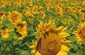 Alte Dorfschule am Elberadweg - Foto 14