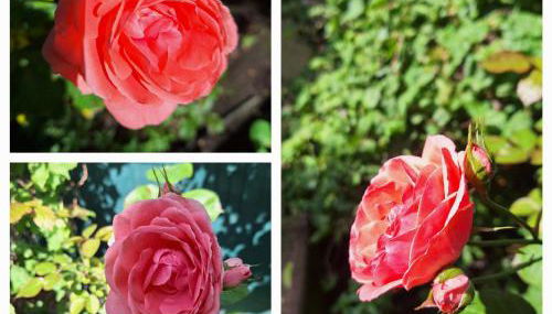 Pinhão House - Foto 2