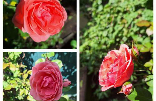 Pinhão House - Foto 2