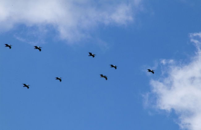 Villas Cabuya Beach & Forest - Foto 74