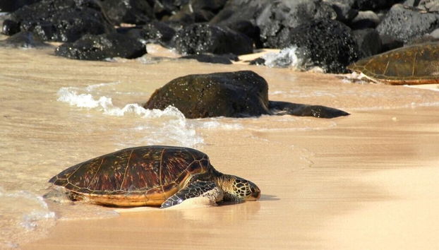 Hale Mahina A207 - Foto 3, Exterior