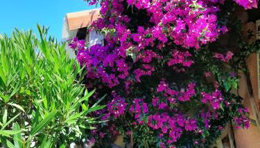 43-2 LES MAISONS DU RIVAGE BLEU - Foto 5, Garden