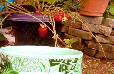 Villa Ágape - Chapada dos Veadeiros - Foto 80