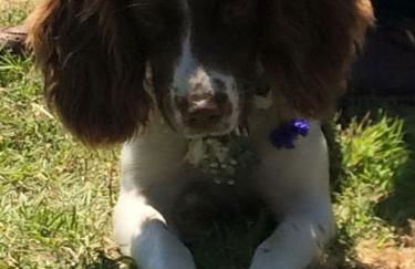 Truck House, Luxury accommodation, pet friendly, Probus - Foto 50