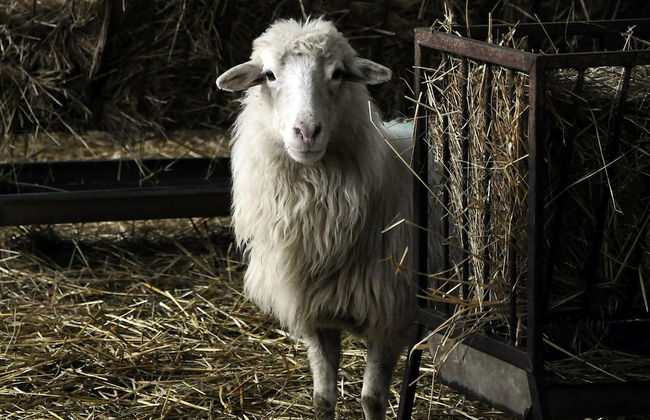 Agriturismo Sa Tanca - Photo 10