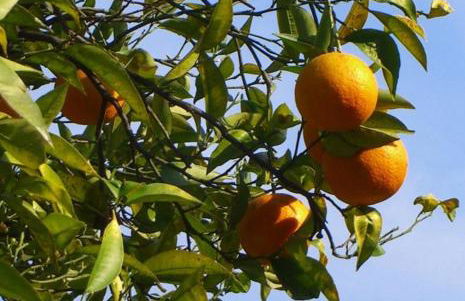 Cortijo EL LLANO - Foto 38