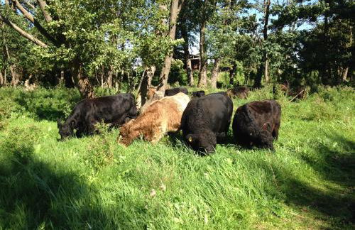 Am Gallowayhof - Foto 32