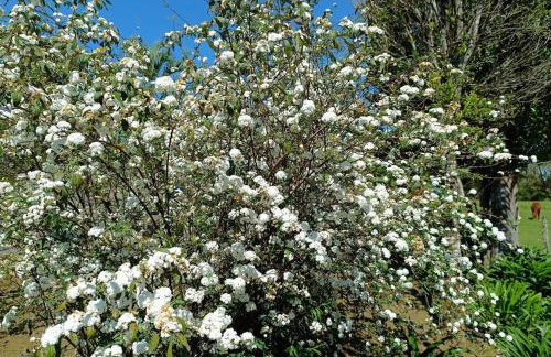 Chácara do Sapé - Foto 24