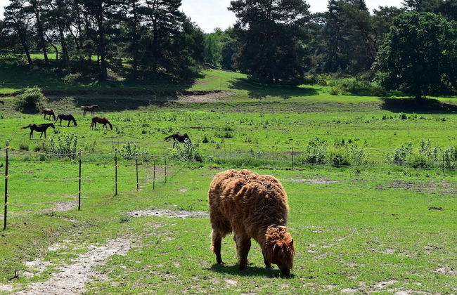 Holiday Home in Lohmen for 4 Person - Photo 36